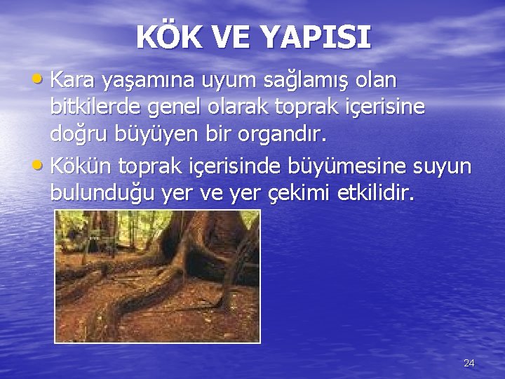 KÖK VE YAPISI • Kara yaşamına uyum sağlamış olan bitkilerde genel olarak toprak içerisine