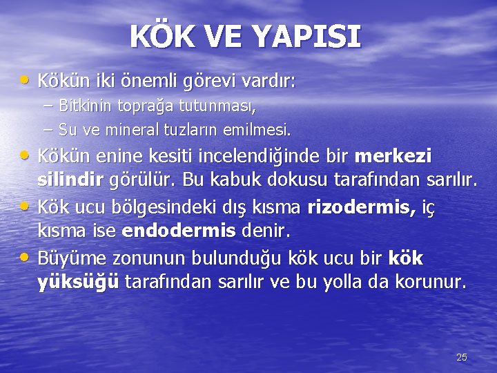 KÖK VE YAPISI • Kökün iki önemli görevi vardır: – Bitkinin toprağa tutunması, –