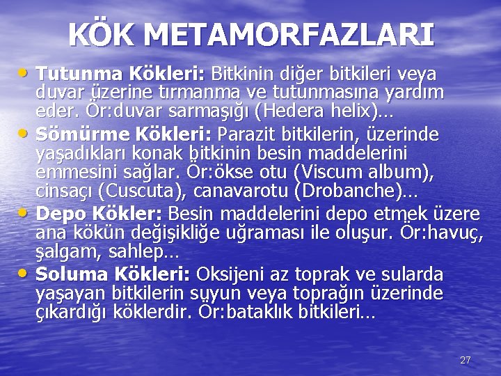 KÖK METAMORFAZLARI • Tutunma Kökleri: Bitkinin diğer bitkileri veya • • • duvar üzerine