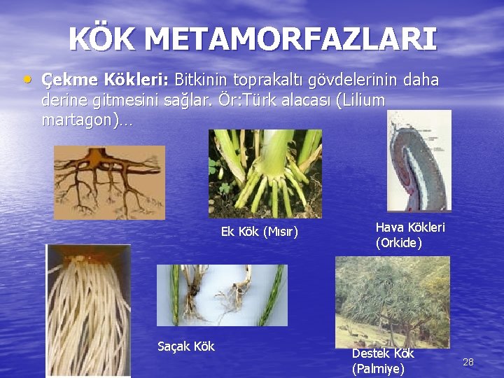 KÖK METAMORFAZLARI • Çekme Kökleri: Bitkinin toprakaltı gövdelerinin daha derine gitmesini sağlar. Ör: Türk