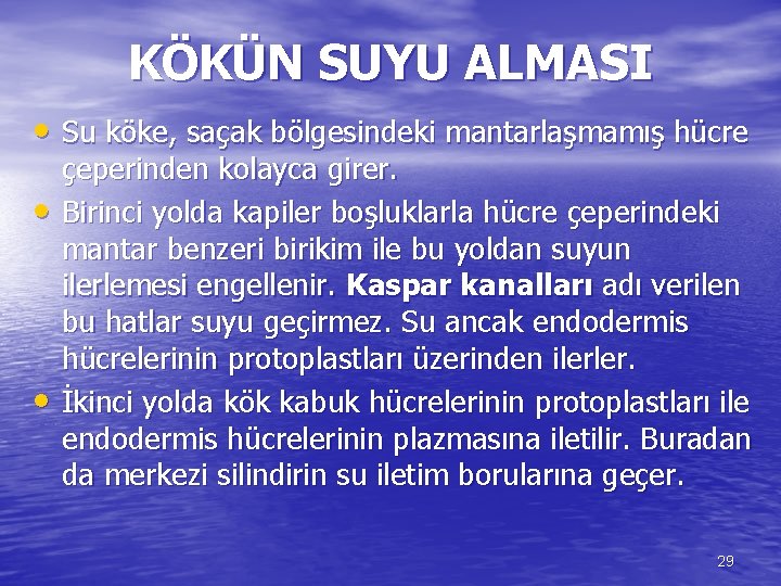 KÖKÜN SUYU ALMASI • Su köke, saçak bölgesindeki mantarlaşmamış hücre • • çeperinden kolayca