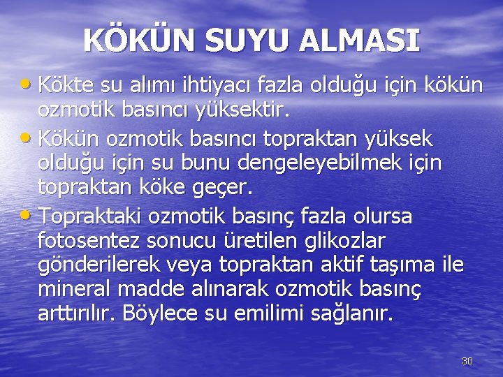 KÖKÜN SUYU ALMASI • Kökte su alımı ihtiyacı fazla olduğu için kökün ozmotik basıncı
