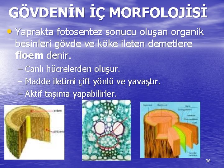 GÖVDENİN İÇ MORFOLOJİSİ • Yaprakta fotosentez sonucu oluşan organik besinleri gövde ve köke ileten