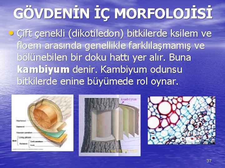 GÖVDENİN İÇ MORFOLOJİSİ • Çift çenekli (dikotiledon) bitkilerde ksilem ve floem arasında genellikle farklılaşmamış