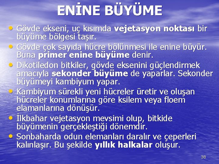 ENİNE BÜYÜME • Gövde ekseni, uç kısımda vejetasyon noktası bir • • • büyüme