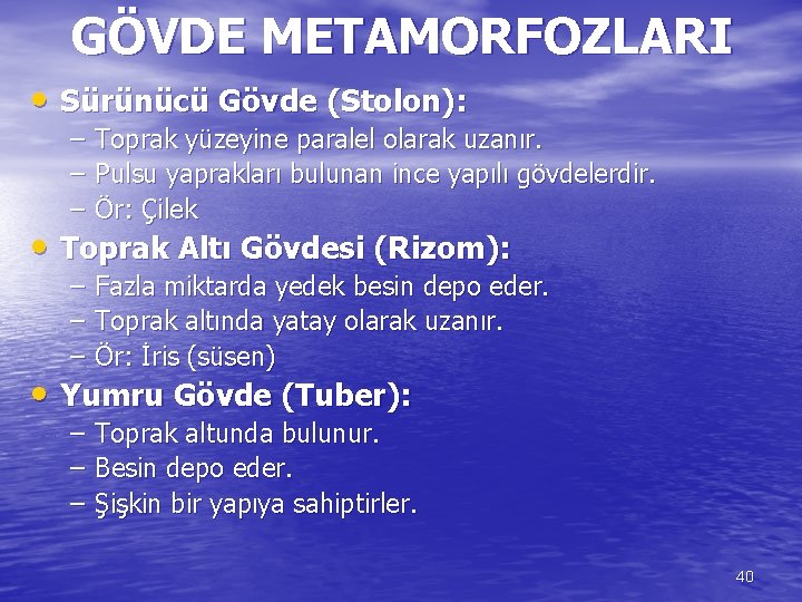 GÖVDE METAMORFOZLARI • Sürünücü Gövde (Stolon): – – – Toprak yüzeyine paralel olarak uzanır.