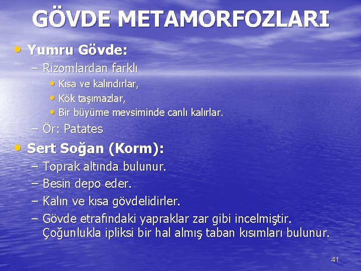 GÖVDE METAMORFOZLARI • Yumru Gövde: – Rizomlardan farklı • Kısa ve kalındırlar, • Kök