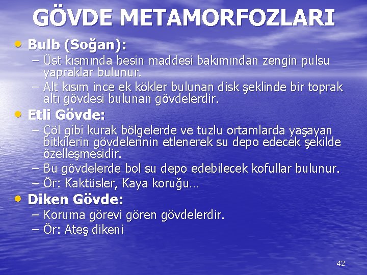 GÖVDE METAMORFOZLARI • Bulb (Soğan): – Üst kısmında besin maddesi bakımından zengin pulsu yapraklar
