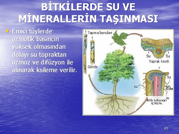 BİTKİLERDE SU VE MİNERALLERİN TAŞINMASI • Emici tüylerde ozmotik basıncın yüksek olmasından dolayı su