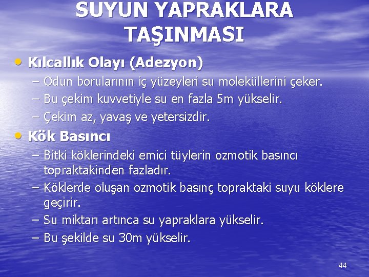 SUYUN YAPRAKLARA TAŞINMASI • Kılcallık Olayı (Adezyon) – – – Odun borularının iç yüzeyleri
