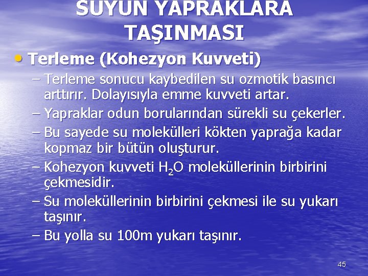 SUYUN YAPRAKLARA TAŞINMASI • Terleme (Kohezyon Kuvveti) – Terleme sonucu kaybedilen su ozmotik basıncı
