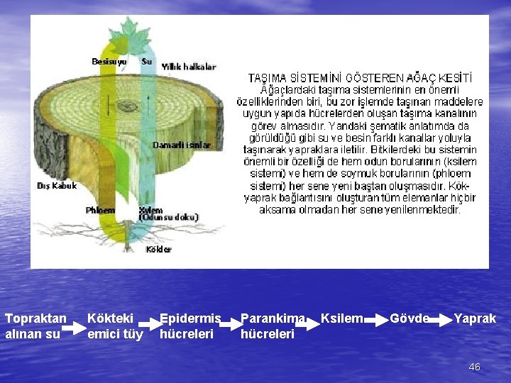 Topraktan alınan su Kökteki emici tüy Epidermis hücreleri Parankima hücreleri Ksilem Gövde Yaprak 46