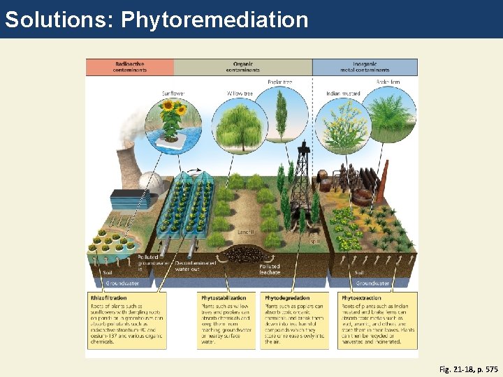 Solutions: Phytoremediation Fig. 21 -18, p. 575 