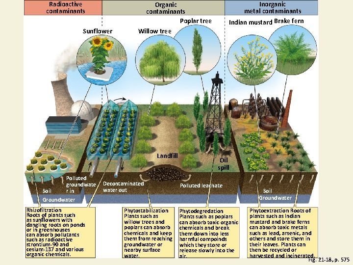 Radioactive contaminants Sunﬂower Landfill Polluted groundwate Soil r in Groundwater Rhizofiltration Roots of plants