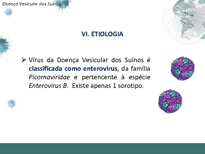 Doença Vesicular dos Suínos VI. ETIOLOGIA Ø Vírus da Doença Vesicular dos Suínos é