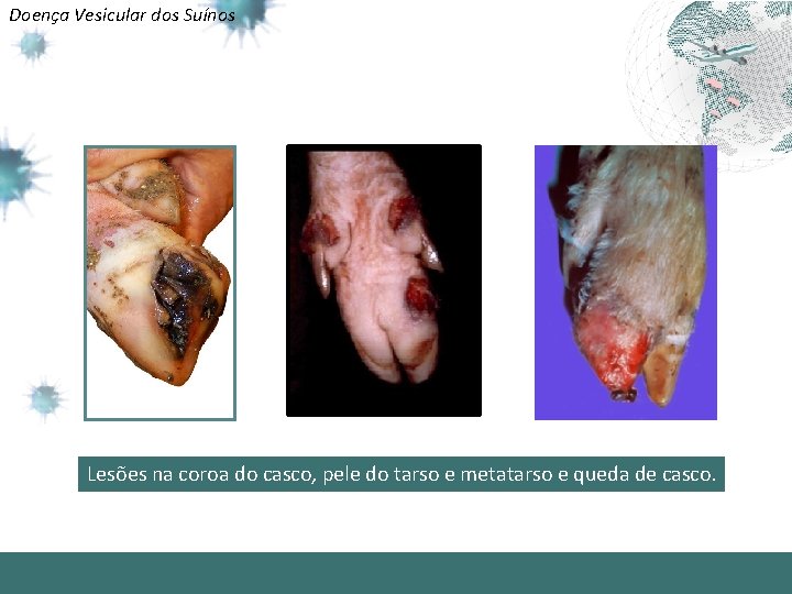 Doença Vesicular dos Suínos Lesões na coroa do casco, pele do tarso e metatarso
