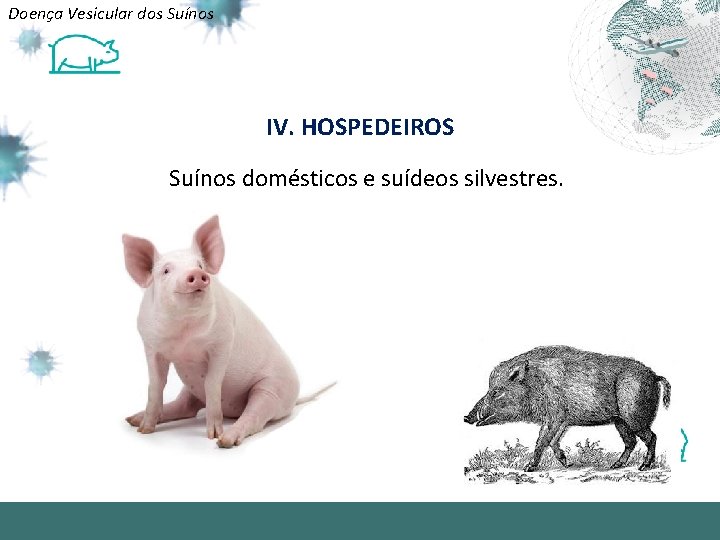 Doença Vesicular dos Suínos IV. HOSPEDEIROS Suínos domésticos e suídeos silvestres. 