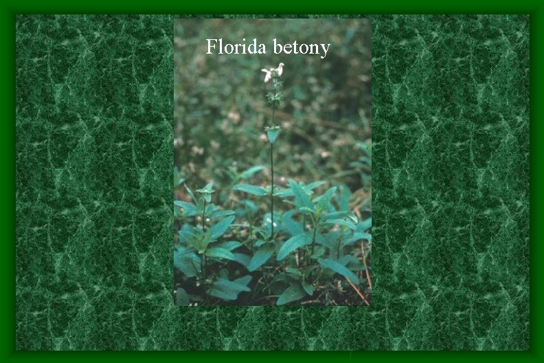Florida betony Florida betony