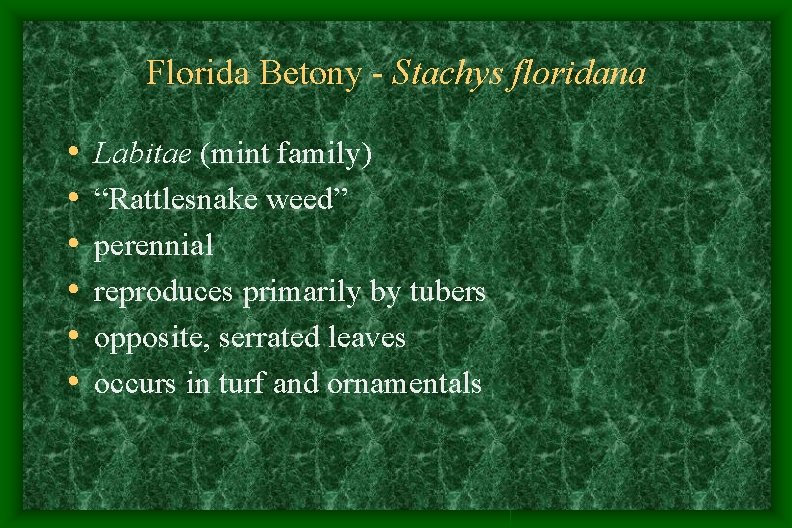Florida Betony - Stachys floridana • • • Labitae (mint family) “Rattlesnake weed” perennial Florida Betony - Stachys floridana • • • Labitae (mint family) “Rattlesnake weed” perennial