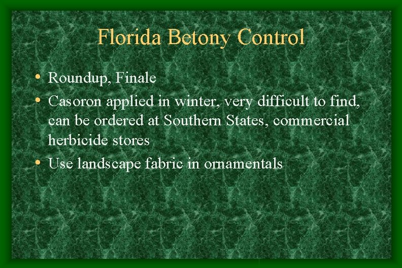 Florida Betony Control • Roundup, Finale • Casoron applied in winter, very difficult to Florida Betony Control • Roundup, Finale • Casoron applied in winter, very difficult to
