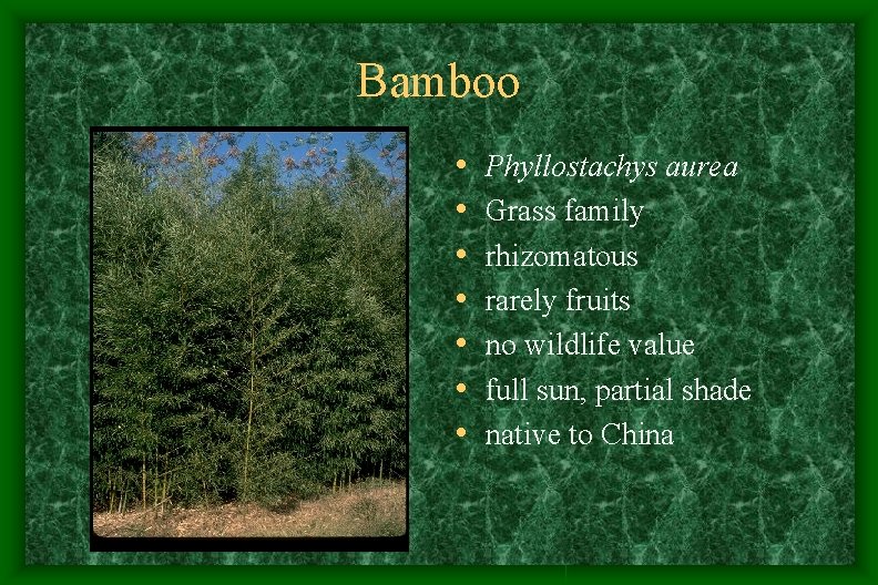 Bamboo • • Phyllostachys aurea Grass family rhizomatous rarely fruits no wildlife value full Bamboo • • Phyllostachys aurea Grass family rhizomatous rarely fruits no wildlife value full