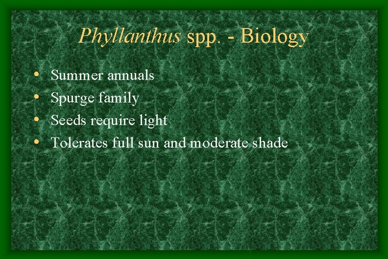 Phyllanthus spp. - Biology • • Summer annuals Spurge family Seeds require light Tolerates Phyllanthus spp. - Biology • • Summer annuals Spurge family Seeds require light Tolerates
