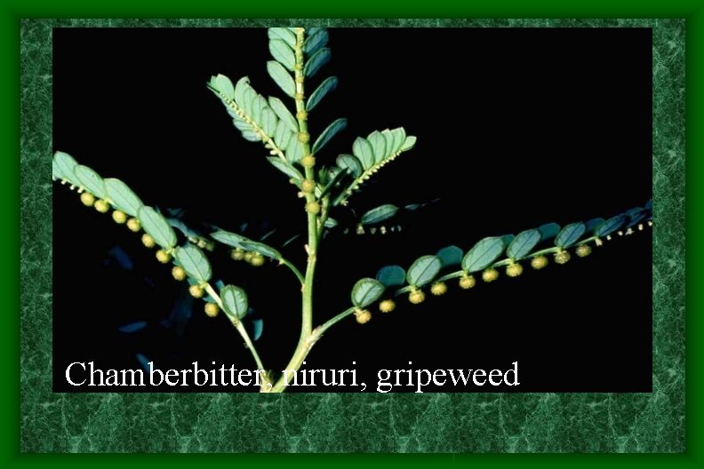Chamberbitter, niruri, gripeweed Chamberbitter, niruri, gripeweed