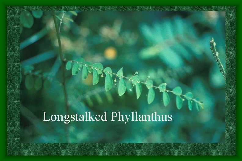 Longstalked Phyllanthus Longstalked Phyllanthus