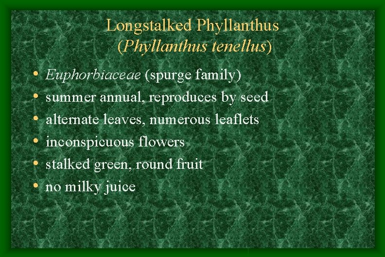 Longstalked Phyllanthus (Phyllanthus tenellus) • • • Euphorbiaceae (spurge family) summer annual, reproduces by Longstalked Phyllanthus (Phyllanthus tenellus) • • • Euphorbiaceae (spurge family) summer annual, reproduces by
