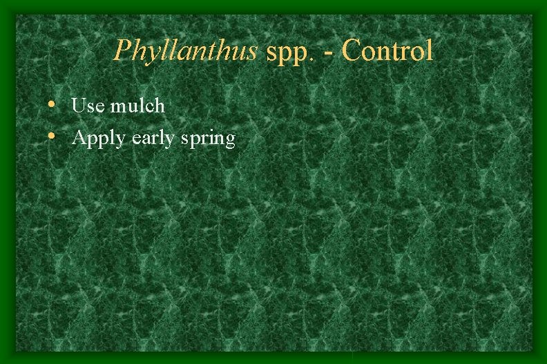 Phyllanthus spp. - Control • Use mulch • Apply early spring Phyllanthus spp. - Control • Use mulch • Apply early spring