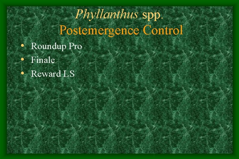 Phyllanthus spp. Postemergence Control • Roundup Pro • Finale • Reward LS Phyllanthus spp. Postemergence Control • Roundup Pro • Finale • Reward LS