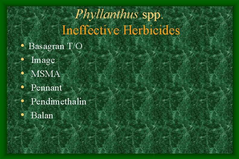 Phyllanthus spp. Ineffective Herbicides • • • Basagran T/O Image MSMA Pennant Pendimethalin Balan Phyllanthus spp. Ineffective Herbicides • • • Basagran T/O Image MSMA Pennant Pendimethalin Balan