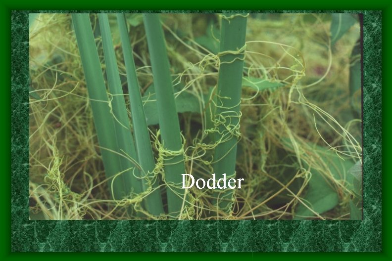 Dodder Dodder