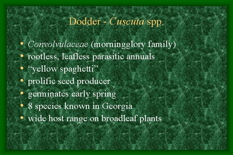 Dodder - Cuscuta spp. • • Convolvulaceae (morningglory family) rootless, leafless parasitic annuals “yellow Dodder - Cuscuta spp. • • Convolvulaceae (morningglory family) rootless, leafless parasitic annuals “yellow
