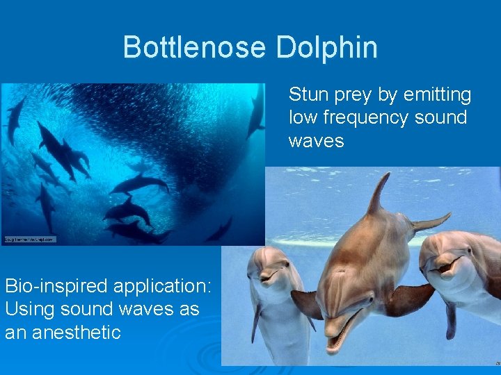 Bottlenose Dolphin Stun prey by emitting low frequency sound waves Bio-inspired application: Using sound