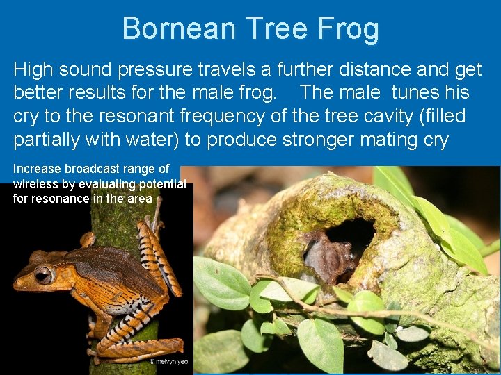 Bornean Tree Frog High sound pressure travels a further distance and get better results