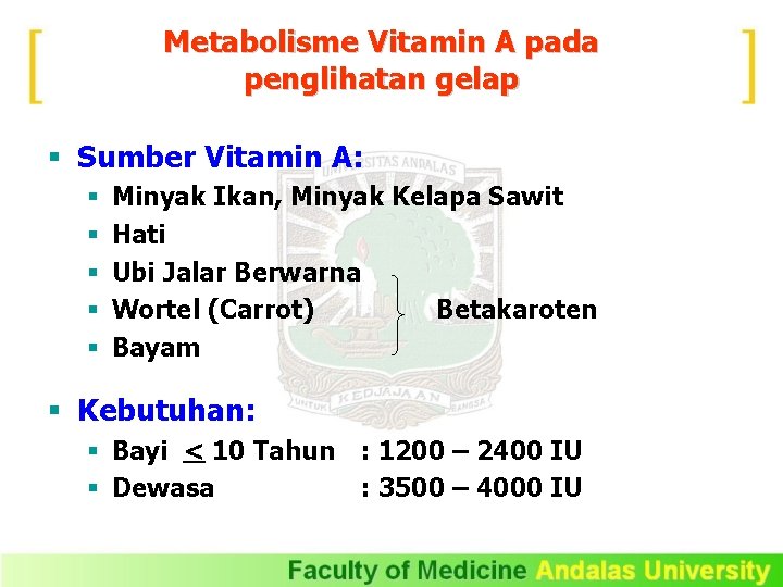 Metabolisme Vitamin A pada penglihatan gelap § Sumber Vitamin A: § § § Minyak