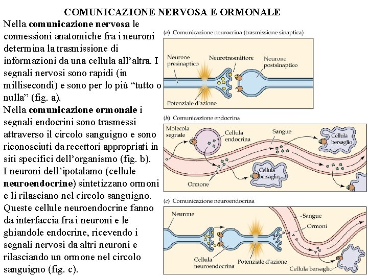 COMUNICAZIONE NERVOSA E ORMONALE Nella comunicazione nervosa le connessioni anatomiche fra i neuroni determina