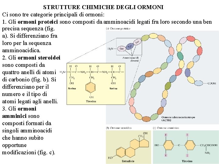 STRUTTURE CHIMICHE DEGLI ORMONI Ci sono tre categorie principali di ormoni: 1. Gli ormoni