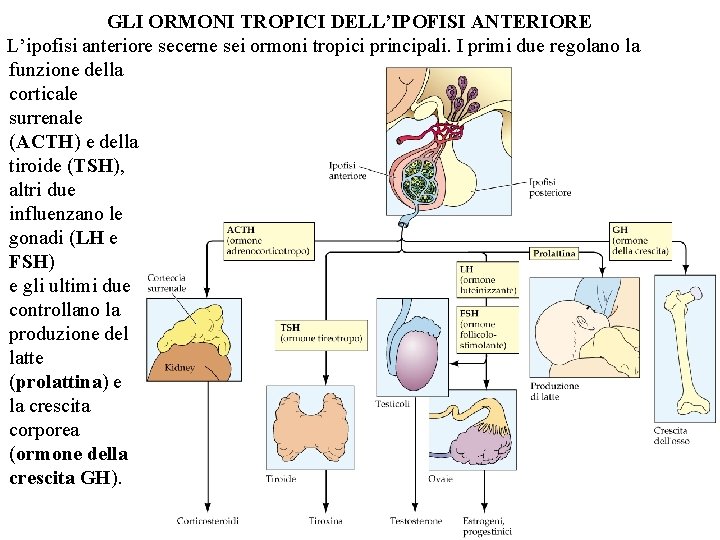 GLI ORMONI TROPICI DELL’IPOFISI ANTERIORE L’ipofisi anteriore secerne sei ormoni tropici principali. I primi