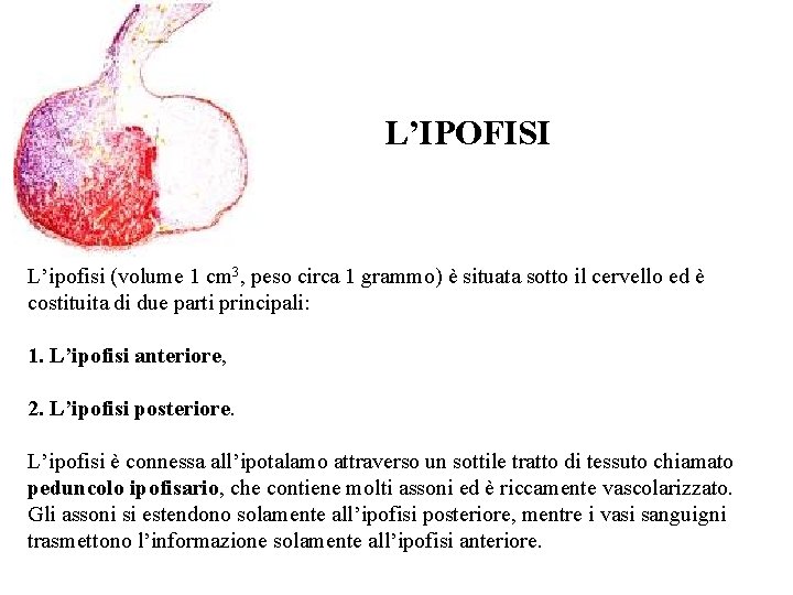 L’IPOFISI L’ipofisi (volume 1 cm 3, peso circa 1 grammo) è situata sotto il