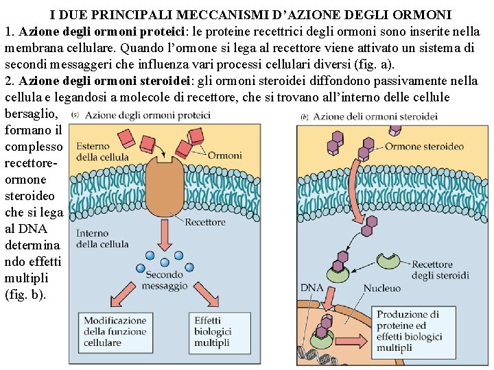 I DUE PRINCIPALI MECCANISMI D’AZIONE DEGLI ORMONI 1. Azione degli ormoni proteici: le proteine