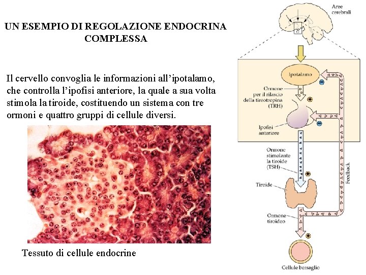 UN ESEMPIO DI REGOLAZIONE ENDOCRINA COMPLESSA Il cervello convoglia le informazioni all’ipotalamo, che controlla