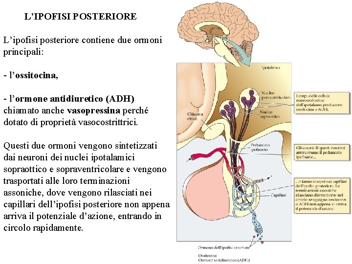 L’IPOFISI POSTERIORE L’ipofisi posteriore contiene due ormoni principali: - l’ossitocina, - l’ormone antidiuretico (ADH)