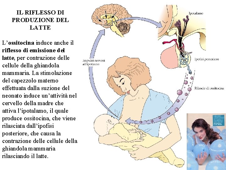 IL RIFLESSO DI PRODUZIONE DEL LATTE L’ossitocina induce anche il riflesso di emissione del