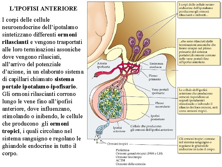 L’IPOFISI ANTERIORE I corpi delle cellule neuroendocrine dell’ipotalamo sintetizzano differenti ormoni rilascianti e vengono