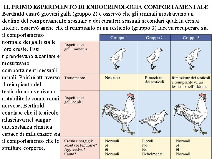IL PRIMO ESPERIMENTO DI ENDOCRINOLOGIA COMPORTAMENTALE Berthold castrò giovani galli (gruppo 2) e osservò
