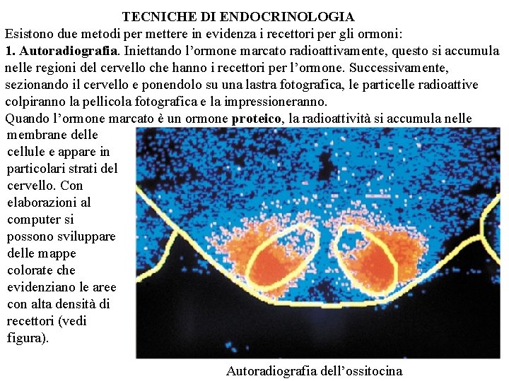 TECNICHE DI ENDOCRINOLOGIA Esistono due metodi per mettere in evidenza i recettori per gli