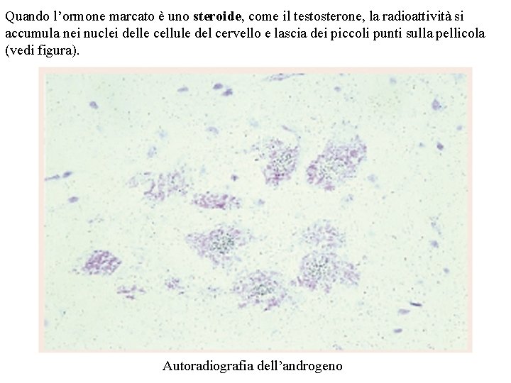 Quando l’ormone marcato è uno steroide, come il testosterone, la radioattività si accumula nei