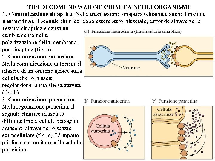 TIPI DI COMUNICAZIONE CHIMICA NEGLI ORGANISMI 1. Comunicazione sinaptica. Nella trasmissione sinaptica (chiamata anche